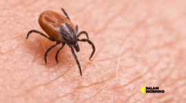 lyme disease