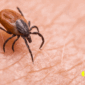 lyme disease