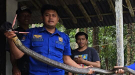 Dua Ular King Kobra Dievakuasi Damkar Pangandaran, Satu Sepanjang 4 Meter (PasundanNews)