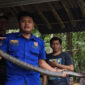 Dua Ular King Kobra Dievakuasi Damkar Pangandaran, Satu Sepanjang 4 Meter (PasundanNews)