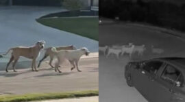 Puluhan Anjing Liar Resahkan Warga Kota Godley, Texas