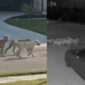 Puluhan Anjing Liar Resahkan Warga Kota Godley, Texas